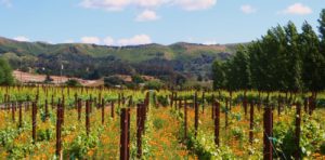 Santa Barbara wine country